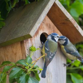 A pair of Blue Tits at a nesting box